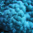 團塊濱珊瑚