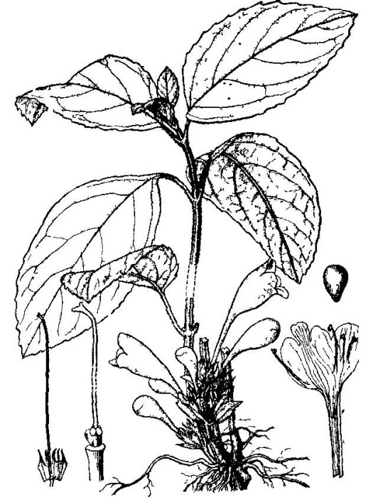 中華錐花 中華錐花