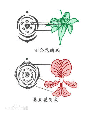 鮮花(被子植物生殖器官)