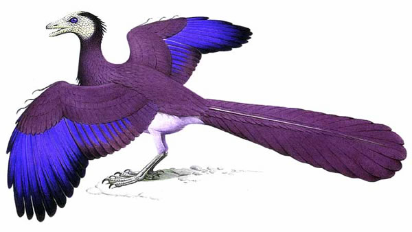 始祖鳥屬