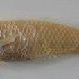 縱帶海豬魚 縱帶海豬魚
