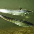 長刀魚 長刀魚