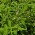 布荊(管狀花目馬鞭草科植物) 布荊(管狀花目馬鞭草科植物)