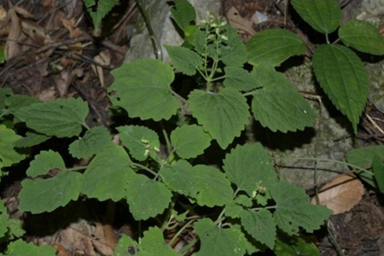 異野芝麻(唇形科異野芝麻屬草本植物) 異野芝麻(唇形科異野芝麻屬草本植物)