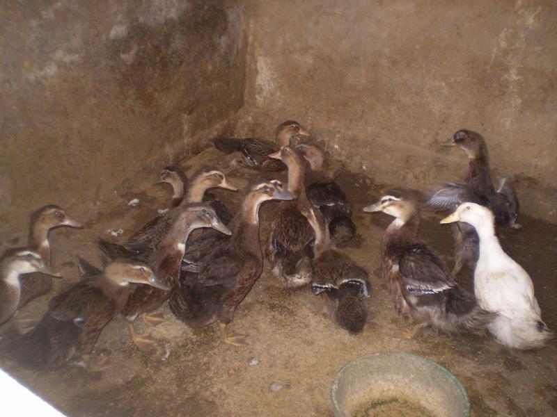 中東方村家禽養殖