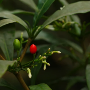 茶(Camellia sinensis)