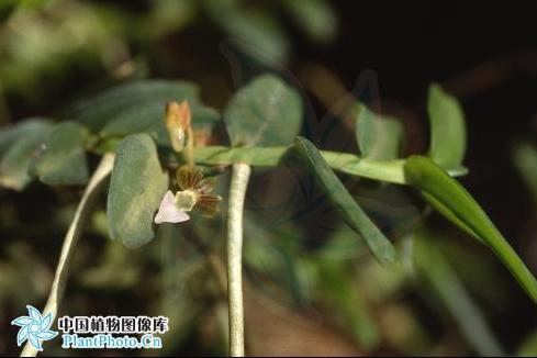 鑽柱蘭屬 鑽柱蘭屬