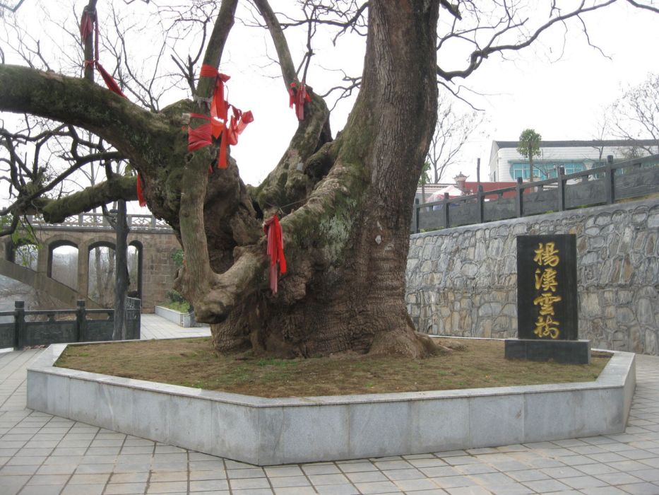 楊溪雲樹 楊溪雲樹