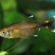 迷你燈魚(銀頂光尾裙魚) 迷你燈魚(銀頂光尾裙魚)