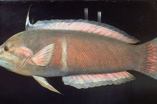 盔魚屬 盔魚屬