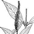 雞骨柴(唇形科野芝麻亞科刺蕊草族香薷屬的植物) 雞骨柴(唇形科野芝麻亞科刺蕊草族香薷屬的植物)