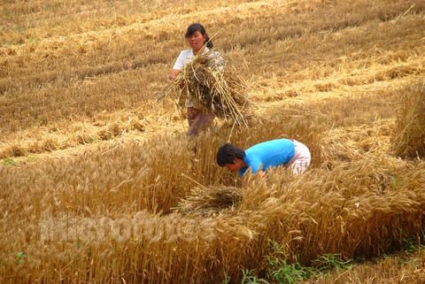 長江兩岸搶收小麥