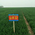 山農32號 山農32號