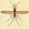 刺擾伊蚊