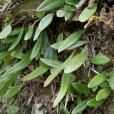 中間骨牌蕨(水龍骨科骨牌蕨屬植物) 中間骨牌蕨(水龍骨科骨牌蕨屬植物)