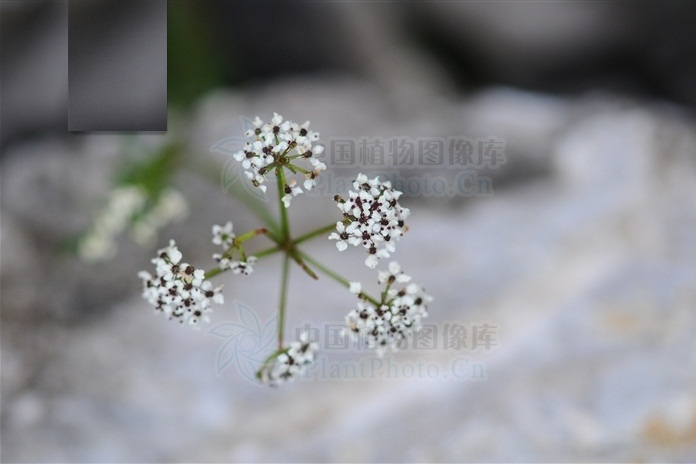 小芹屬 小芹屬