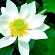 白蓮花(網路熱詞) 白蓮花(網路熱詞)