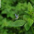 白花菜科