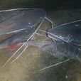 鬍子魚 鬍子魚