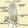 胸神經前支 胸神經前支
