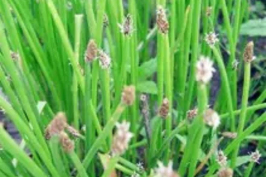 透明鱗荸薺