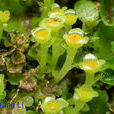 裸蒴苔科 裸蒴苔科