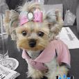 約克郡犬 約克郡犬