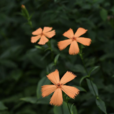 剪春羅(植物)
