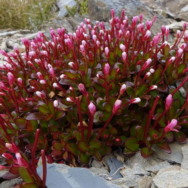 Epilobium crassum