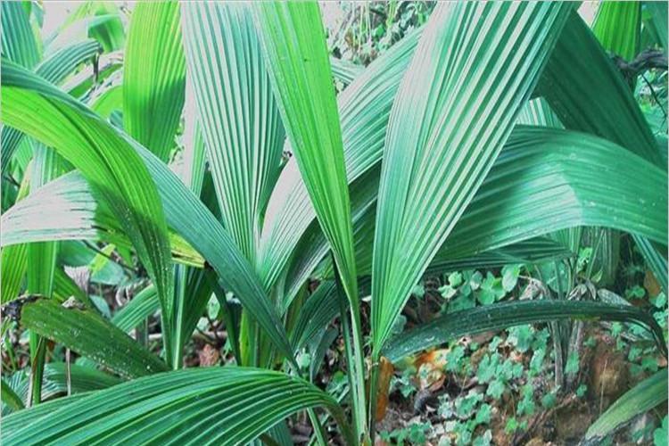 香花棕 香花棕