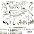 中華新米蝦