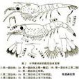 中華新米蝦 中華新米蝦