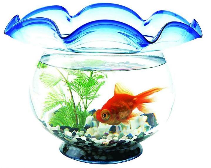 金魚缸(養殖觀賞魚的器皿)