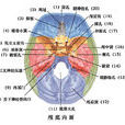 顱前窩 顱前窩