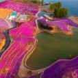 唐山花海 唐山花海