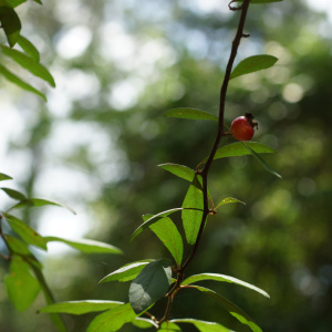 Crataegus opaca