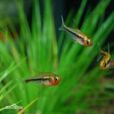 燈科魚