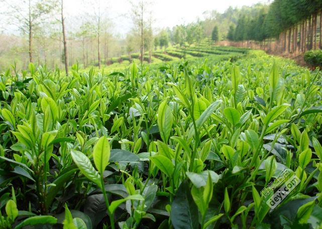 黃陂綠茶