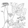 藏茴芹 藏茴芹