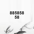 88585858 88585858