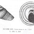張氏馬蹄螺 張氏馬蹄螺