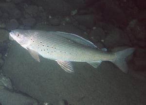 北極茴魚