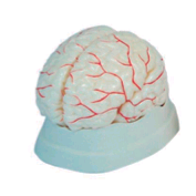 腦動脈解剖模型