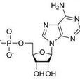 一磷酸腺苷