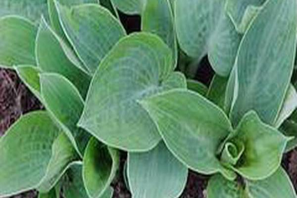 Hosta (Tardiana Group) \x27Blue Moon\x27 Hosta (Tardiana Group) \x27Blue Moon\x27