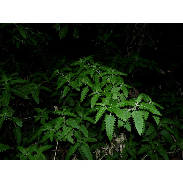 樹蕁麻