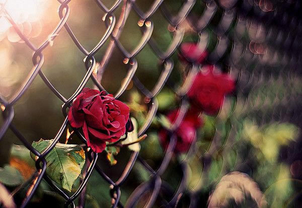玫瑰Rose 玫瑰Rose