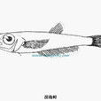 深海鯡 深海鯡