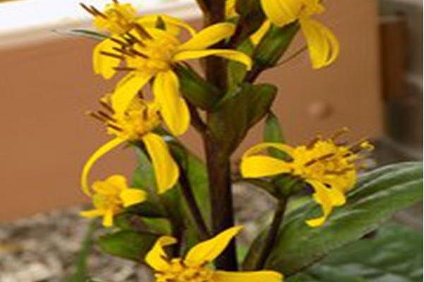 Ligularia \x27Bottle Rocket\x27
