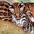 美洲豹貓 美洲豹貓